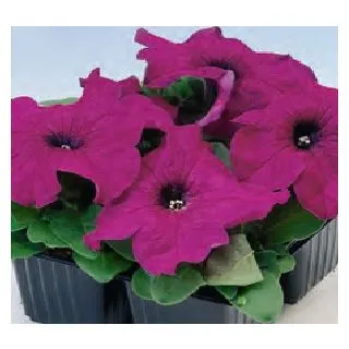 Compra PETUNIA LIMBO PURPLE (240 Plantas). en la tienda online Fito Agrícola