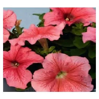 Compra PETUNIA LIMBO PURPLE RED VEINED (240 Plantas). en la tienda online Fito Agrícola