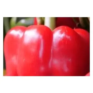 Compra PIMIENTO DUNBAR F1 (1.000 Semillas). en la tienda online Fito Agrícola