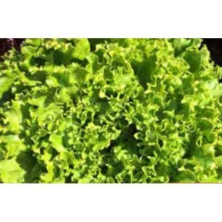 Compra LECHUGA CLERAC Pildorada (5.000 Semillas) en la tienda online Fito Agrícola