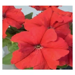Compra PETUNIA LIMBO RED (240 Plantas). en la tienda online Fito Agrícola