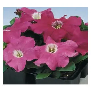 Compra PETUNIA LIMBO ROSE (240 Plantas). en la tienda online Fito Agrícola
