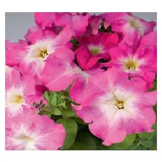 Compra PETUNIA LIMBO ROSE MORN (240 Plantas). en la tienda online Fito Agrícola
