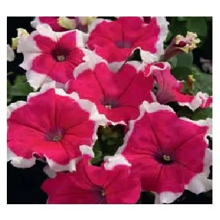 Compra PETUNIA LIMBO ROSE PICOTEE (240 Plantas). en la tienda online Fito Agrícola