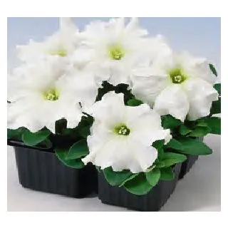 Compra PETUNIA LIMBO WHITE (240 Plantas). en la tienda online Fito Agrícola