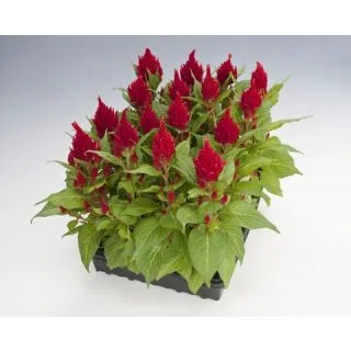 Compra CELOSÍA PLUMOSA GLORIUS ROJA Pildorada (1.000 Semillas) en la tienda online Fito Agrícola