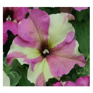 Compra PETUNIA SOPHISTICA LIME BICOLOR (240 Plantas). en la tienda online Fito Agrícola