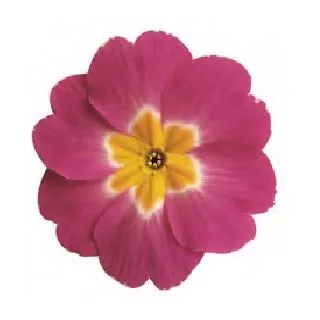 Compra PRIMULA ACAULIS LIDER BICOLOR PURPLE (240 Plantas). en la tienda online Fito Agrícola