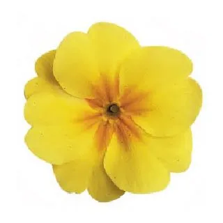 Compra PRIMULA ACAULIS LIDER YELLOW WITH EYE (240 Plantas). en la tienda online Fito Agrícola