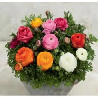 Compra RANUNCULUS BLOMINGDALE II MIX (264 Plantas). en la tienda online Fito Agrícola