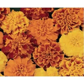 Compra TAGETE PATULA BONANZA/CHICA MIX (240 Plantas). en la tienda online Fito Agrícola