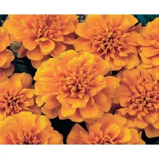 Compra TAGETE PATULA BONANZA NARANJA (240 Plantas). en la tienda online Fito Agrícola