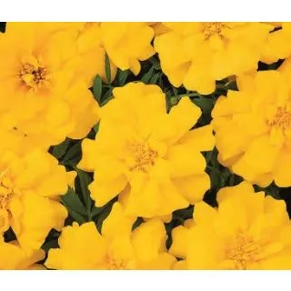 Compra TAGETE PATULA DURANGO AMARILLO (240 Plantas). en la tienda online Fito Agrícola