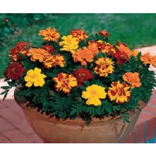 Compra TAGETE PATULA DURANGO MIX (240 Plantas). en la tienda online Fito Agrícola