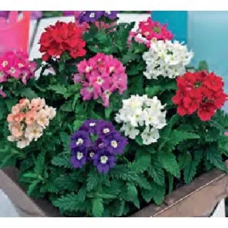 Compra VERBENA TUSCANY MIX (240 Plantas). en la tienda online Fito Agrícola