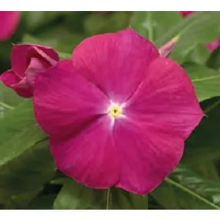 Compra VINCA CORA XDR CRAMBERRY (240 Plantas). en la tienda online Fito Agrícola