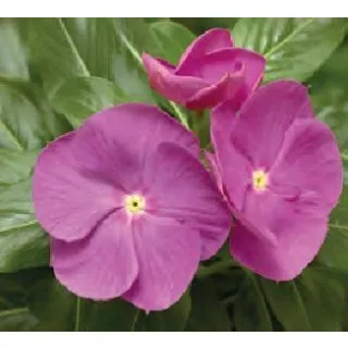 Compra VINCA CORA XDR ORCHID (240 Plantas). en la tienda online Fito Agrícola