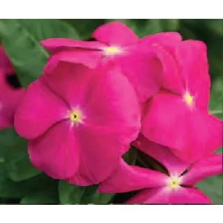 Compra VINCA CORA XDR PINK HALO (240 Plantas). en la tienda online Fito Agrícola