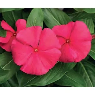 Compra VINCA CORA XDR PUNCH (240 Plantas). en la tienda online Fito Agrícola