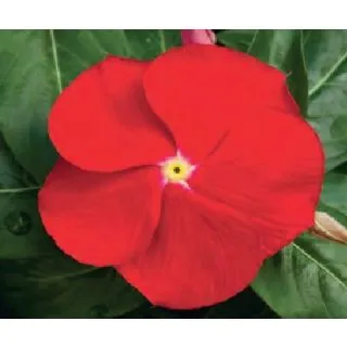 Compra VINCA CORA XDR RED (240 Plantas). en la tienda online Fito Agrícola