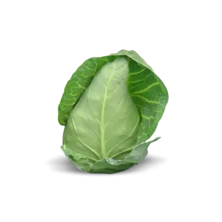 Compra COL REGENCY F1 Calibrada Sin tratar (2.500 Semillas) en la tienda online Fito Agrícola