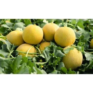 Compra MELÓN SIROPE F1 (1.000 Semillas) en la tienda online Fito Agrícola