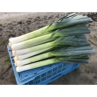 Compra PUERRO VIGORA F1 Calibrado (10.000 Semillas) en la tienda online Fito Agrícola