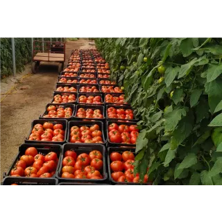 Compra TOMATE SOLINVERNO F1 (1000 Semillas). en la tienda online Fito Agrícola