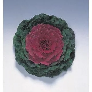 Compra COL ORNAMENTAL REBECA F1 CENTRO ROJO Pildorada (1000 Semillas). en la tienda online Fito Agrícola