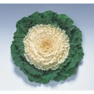 Compra COL ORNAMENTAL REBECA F1 CENTRO BLANCO Pildorada (1000 Semillas). en la tienda online Fito Agrícola