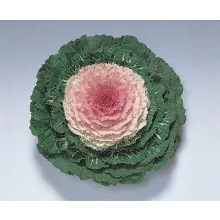 Compra COL ORNAMENTAL REBECA F1 CENTRO ROSA Pildorada (1000 Semillas). en la tienda online Fito Agrícola