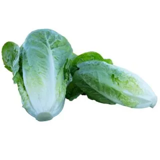 Compra LECHUGA CARIMBO Píldora Sphera (25.000 Semillas) en la tienda online Fito Agrícola