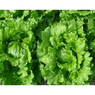 Compra LECHUGA YUCAIPA Píldora Sphera (25.000 Semillas) en la tienda online Fito Agrícola