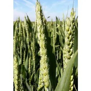 Compra TRIGO HÍBRIDO HYBIZA (500.000 Semillas) en la tienda online Fito Agrícola