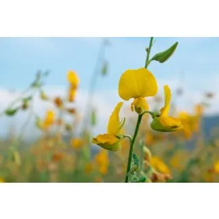 Compra CROTALARIA JUNCEA SUNN HEMP Sin Tratar (20 Kgr.) en la tienda online Fito Agrícola