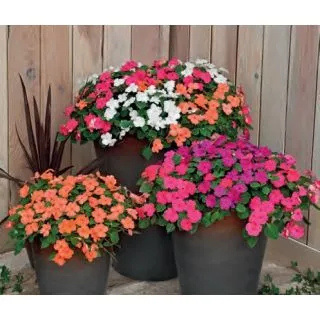 Compra IMPATIENS LOLLIPOP MIX (240 Plantas). en la tienda online Fito Agrícola