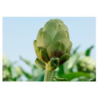 Compra ALCACHOFA TUPAC (500 Semillas) en la tienda online Fito Agrícola