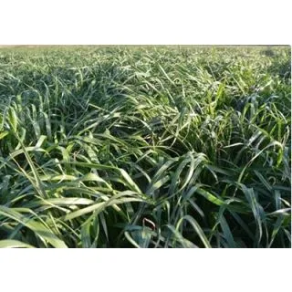 Compra RAY GRASS WESTERWOLD BIG BOSS (25 Kgr.) en la tienda online Fito Agrícola