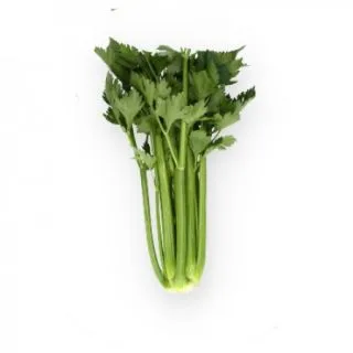 Compra APIO LIPIKA RZ F1 Pildorado (10.000 Semillas) en la tienda online Fito Agrícola