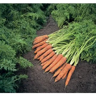 Compra ZANAHORIA NAPOLI F1 Pildorada (100.000 Semillas). en la tienda online Fito Agrícola