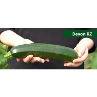 Compra CALABACÍN DEVON RZ F1 Precisión (1.000 Semillas). en la tienda online Fito Agrícola