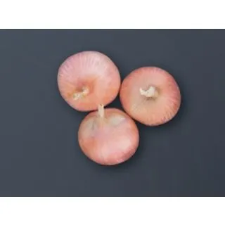 Compra CEBOLLA CERVERA F-1 Precisión (250.000 Semillas) en la tienda online Fito Agrícola