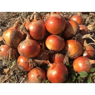 Compra CEBOLLA VELETA Precisión (250.000 Semillas) en la tienda online Fito Agrícola