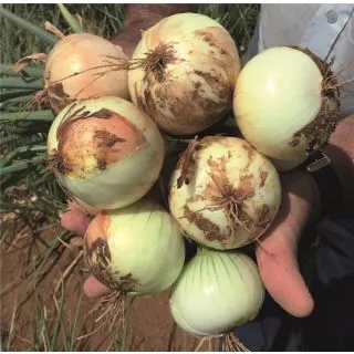 Compra CEBOLLA HACIENDA Precisión (250.000 Semillas) en la tienda online Fito Agrícola