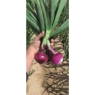 Compra CEBOLLA RED MARVEL Precisión (250.000 Semillas). en la tienda online Fito Agrícola