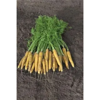 Compra ZANAHORIA YELLOW MOON F1 Precisión (100.000 Semillas Cal.1.6 - 1.8 mm.) en la tienda online Fito Agrícola