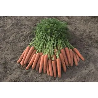 Compra ZANAHORIA NOVARA F1 Precisión (100.000 Semillas Cal. 1.8 - 2.0 mm.) en la tienda online Fito Agrícola