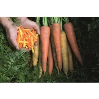 Compra ZANAHORIA KOMARNO F1 Precisión (100.000 Semillas. Cal. 1.8 - 2.0 mm.). en la tienda online Fito Agrícola