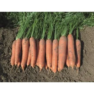 Compra ZANAHORIA NAZARETH F1 Precisión (100.000 Semillas Cal. 2.0 - 2.2 mm.). en la tienda online Fito Agrícola