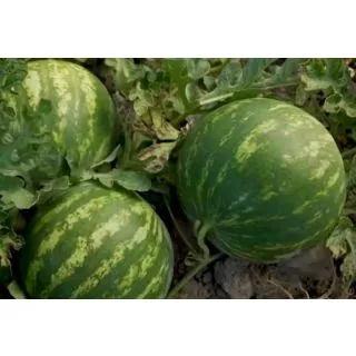 Compra SANDÍA HARMONIUM F1 Pregerminada (1.000 Semillas) en la tienda online Fito Agrícola